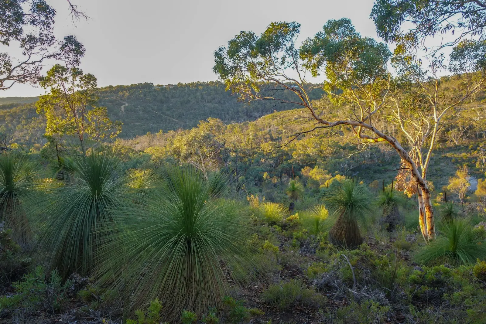 Australian bushland with grass trees and a white-barked gum in warm evening light.