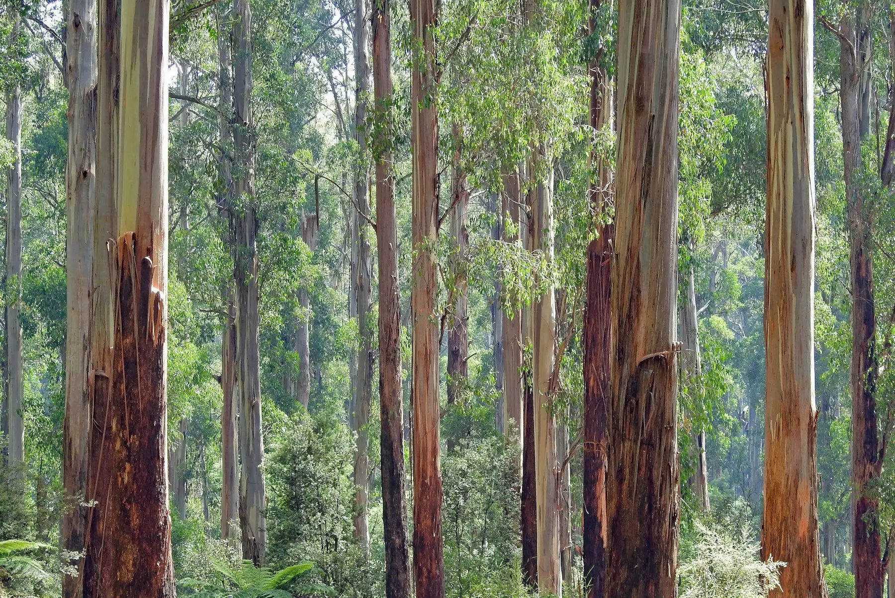 Tall Australian gum trees with sunlight filtering through the canopy.
