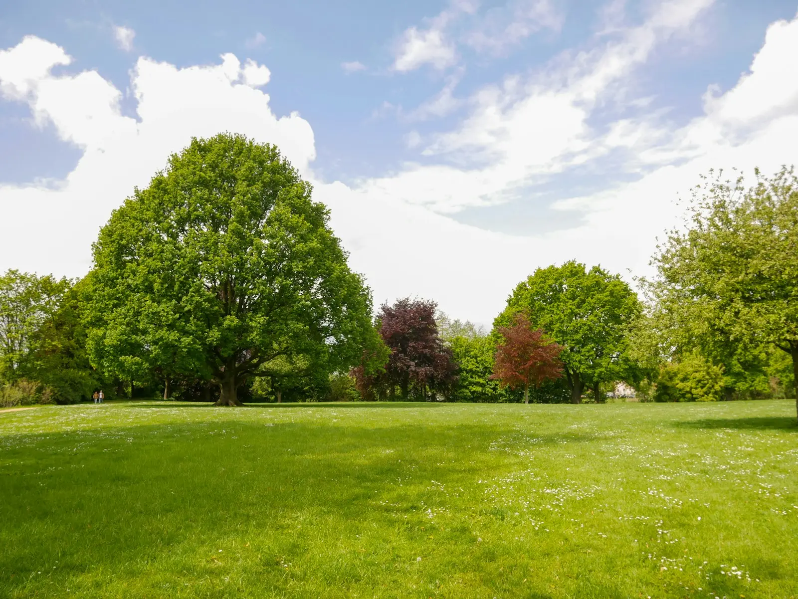Open parkland with mature trees and mown grass under a bright sky.